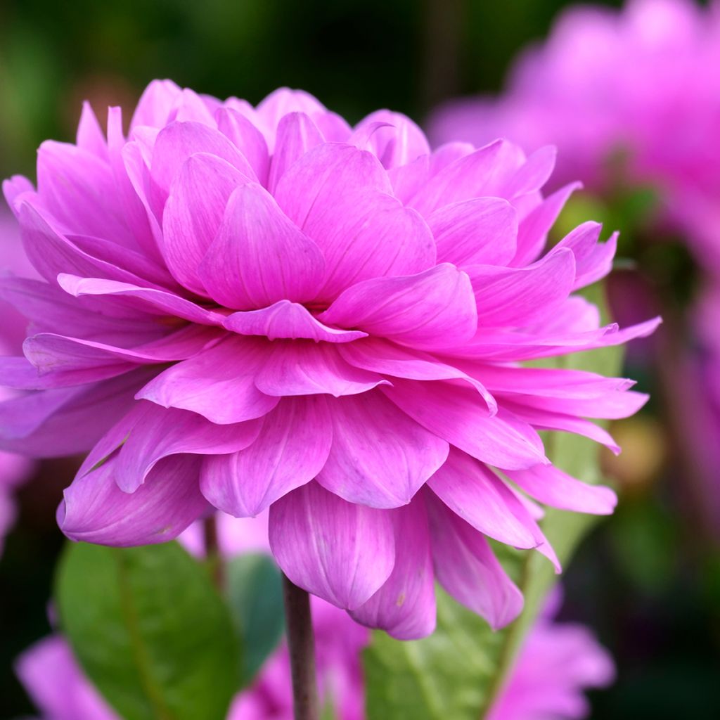 Dália nenúfar Karma Lagoon