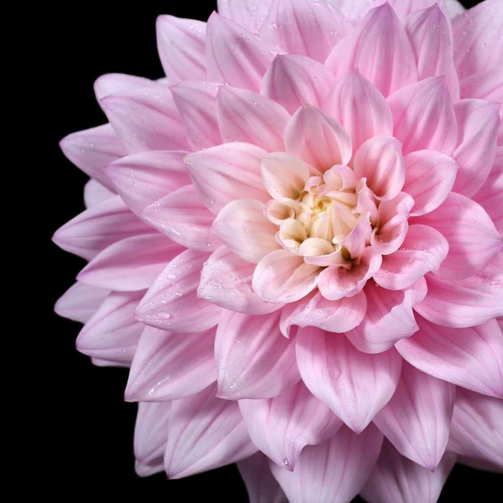 Dália nenúfar Offshore Dream