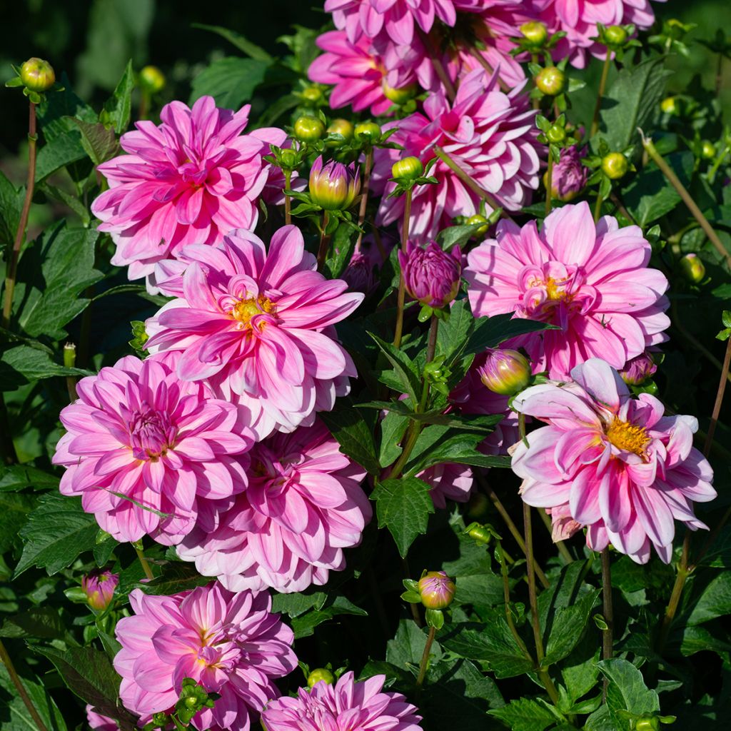 Dália nenúfar Onesta