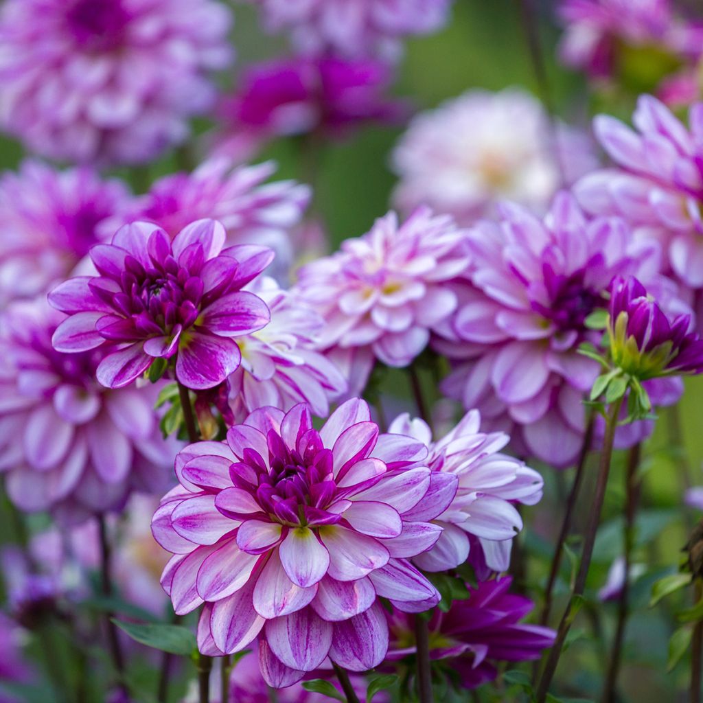 Dália nenúfar Seduction