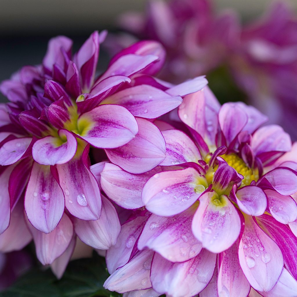 Dália nenúfar Seduction