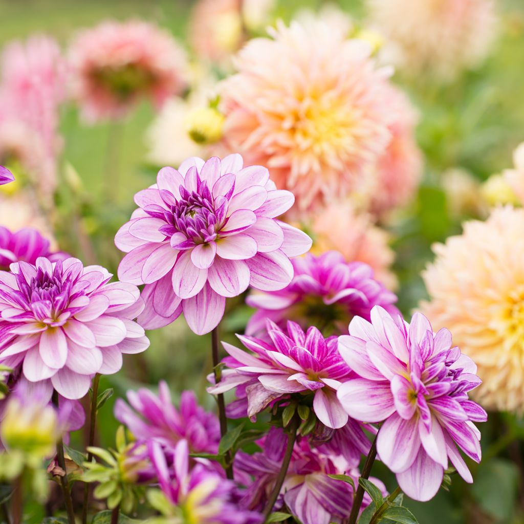 Dália nenúfar Seduction