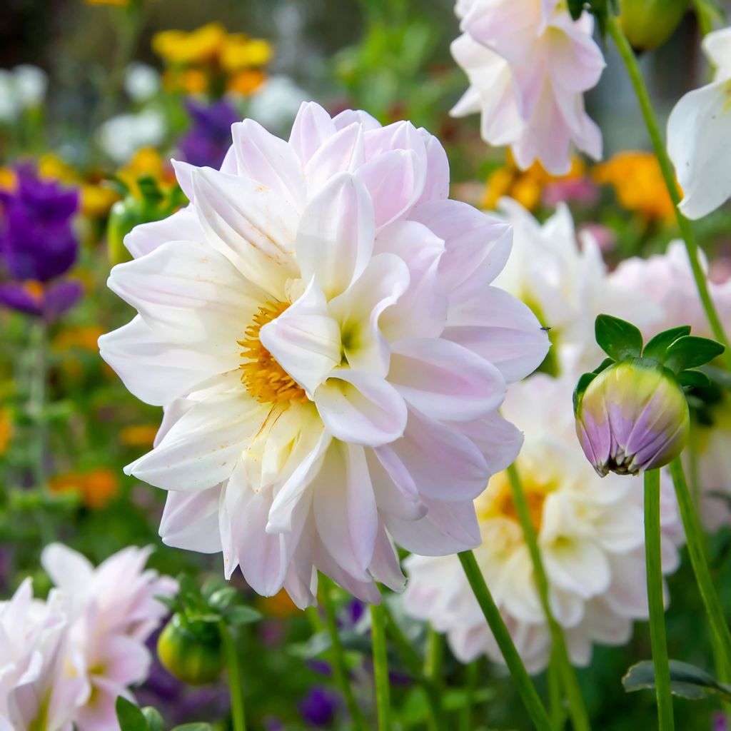 Dália nenúfar Silver Years