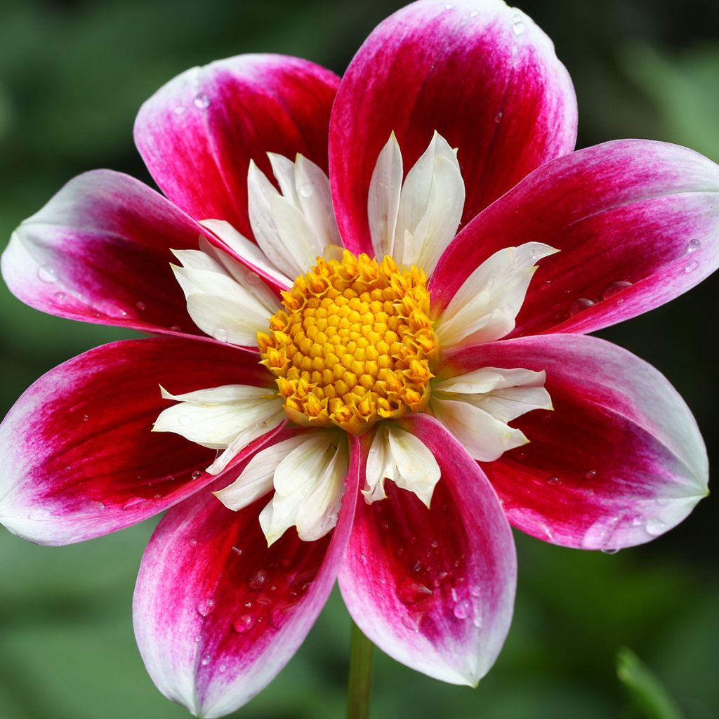 Dália anémona Fashion Monger