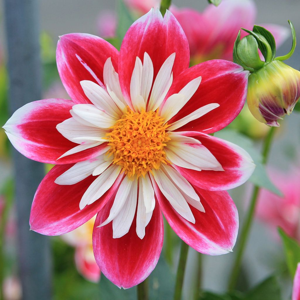 Dália anémona Fashion Monger