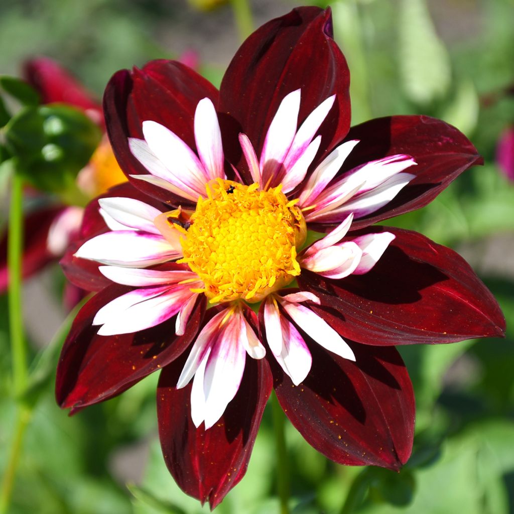 Dália anémona Impression Fantastico