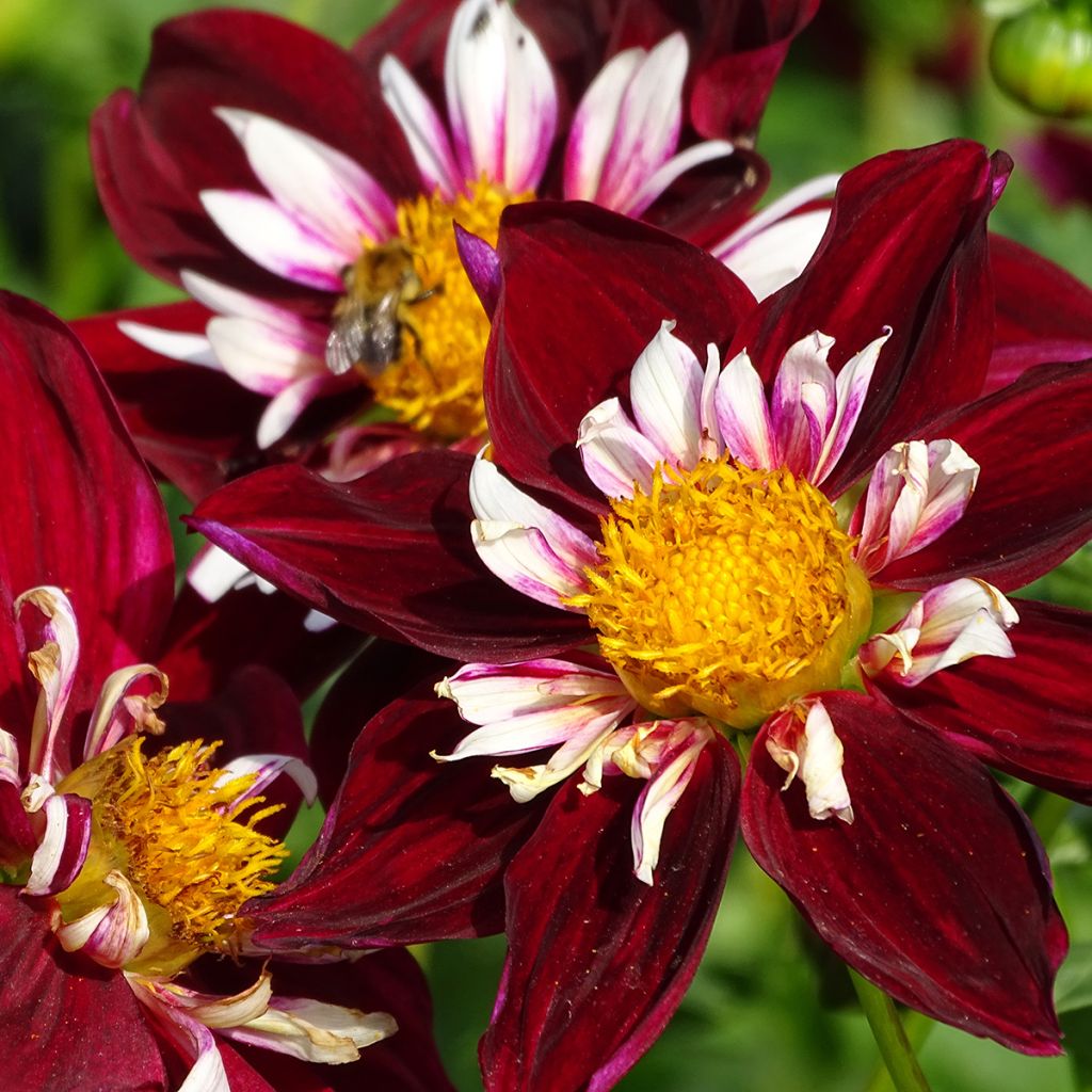 Dália anémona Impression Fantastico