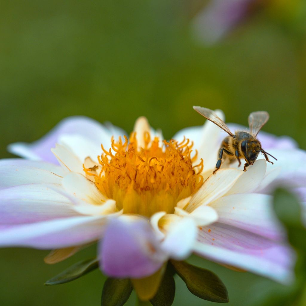 Dália anémona Teesbrooke Audrey