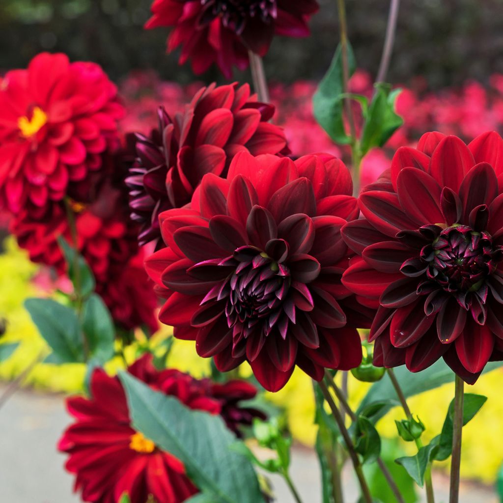 Dália decorativa Arabian Night