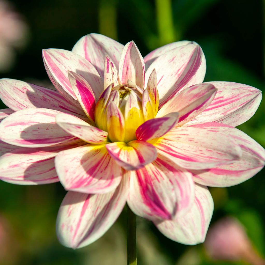 Dália decorativa Bonesta