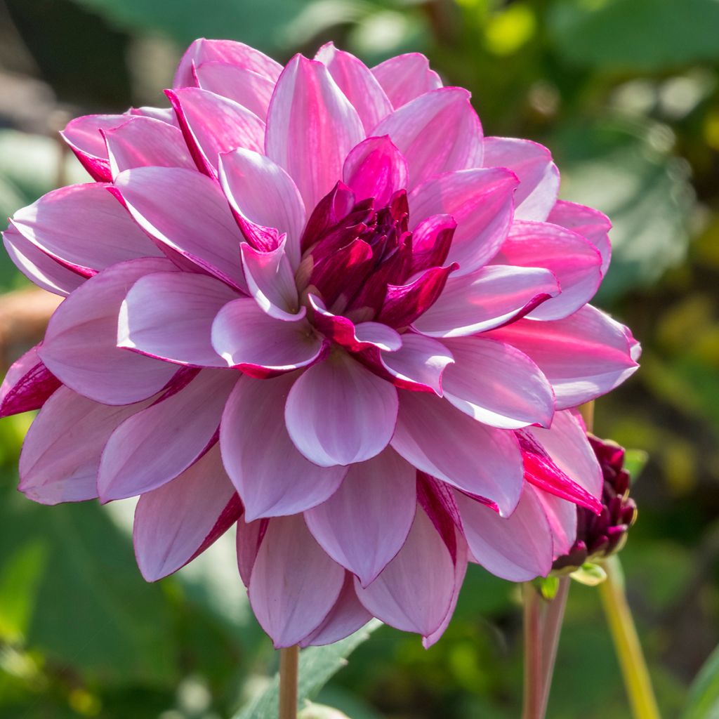 Dália decorativa Creme de Cassis