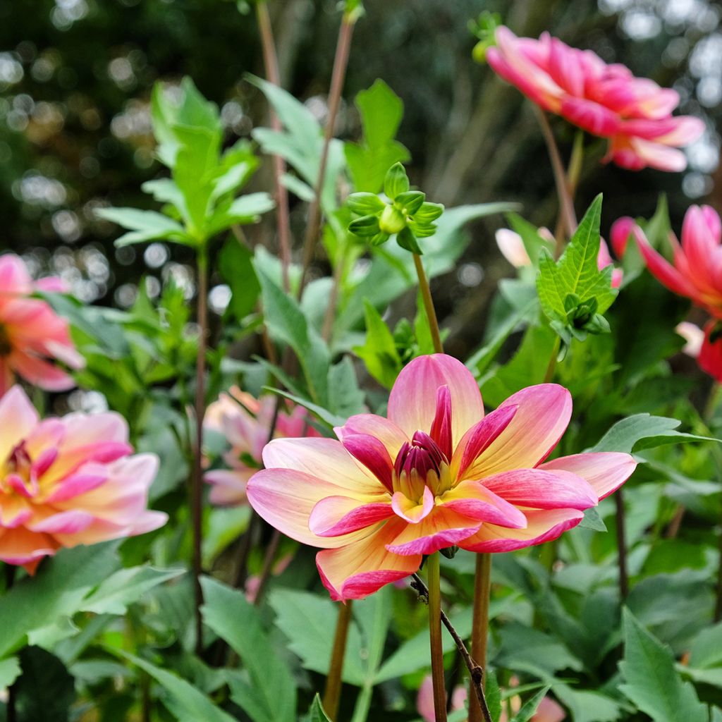 Dália decorativa Dark Butterfly