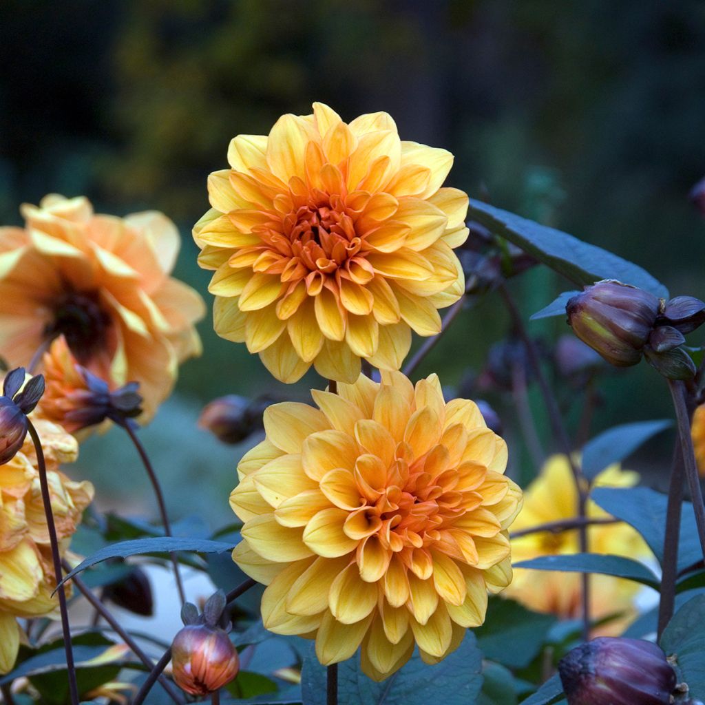 Dália decorativa David Howard