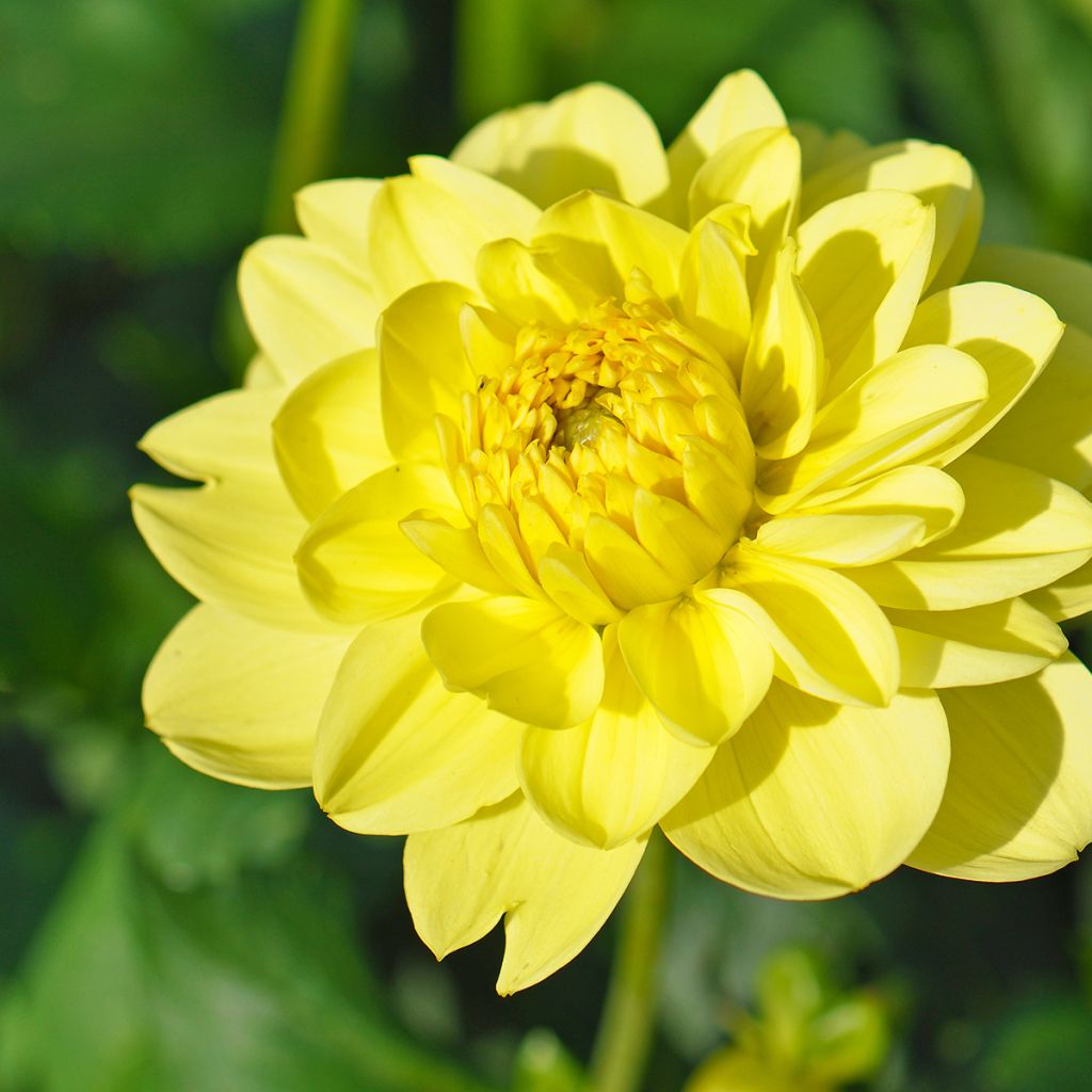 Dália decorativa Dr Hans Riecke