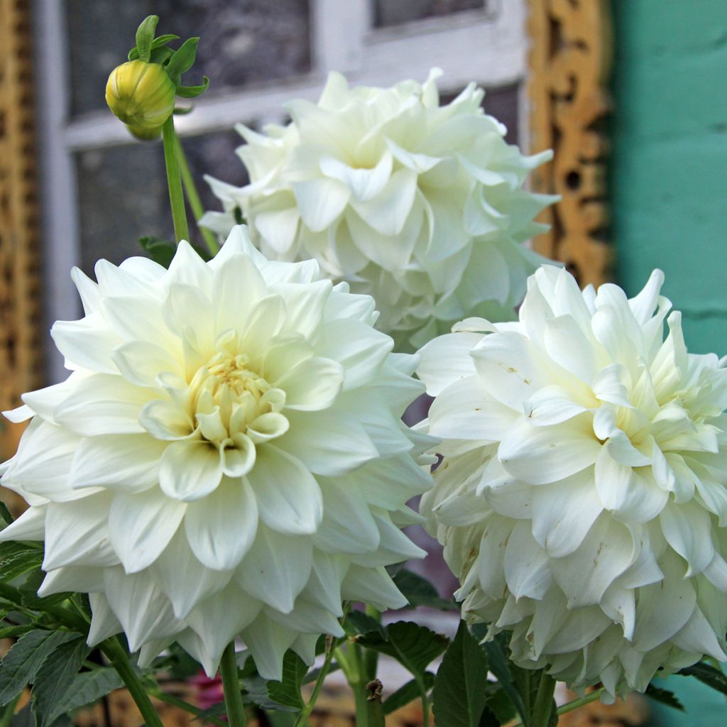 Dália decorativa Edna Comptsock