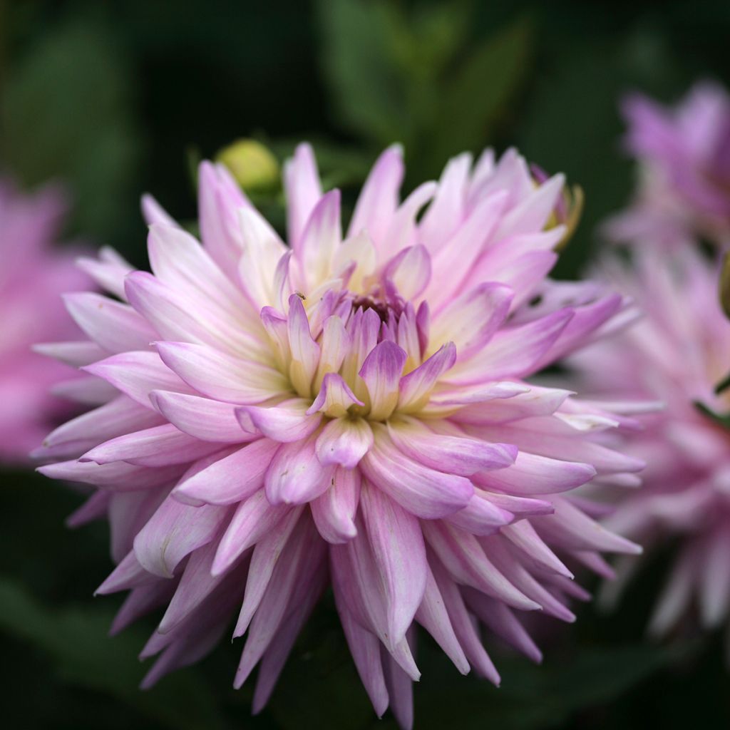 Dália decorativa Karma Amanda