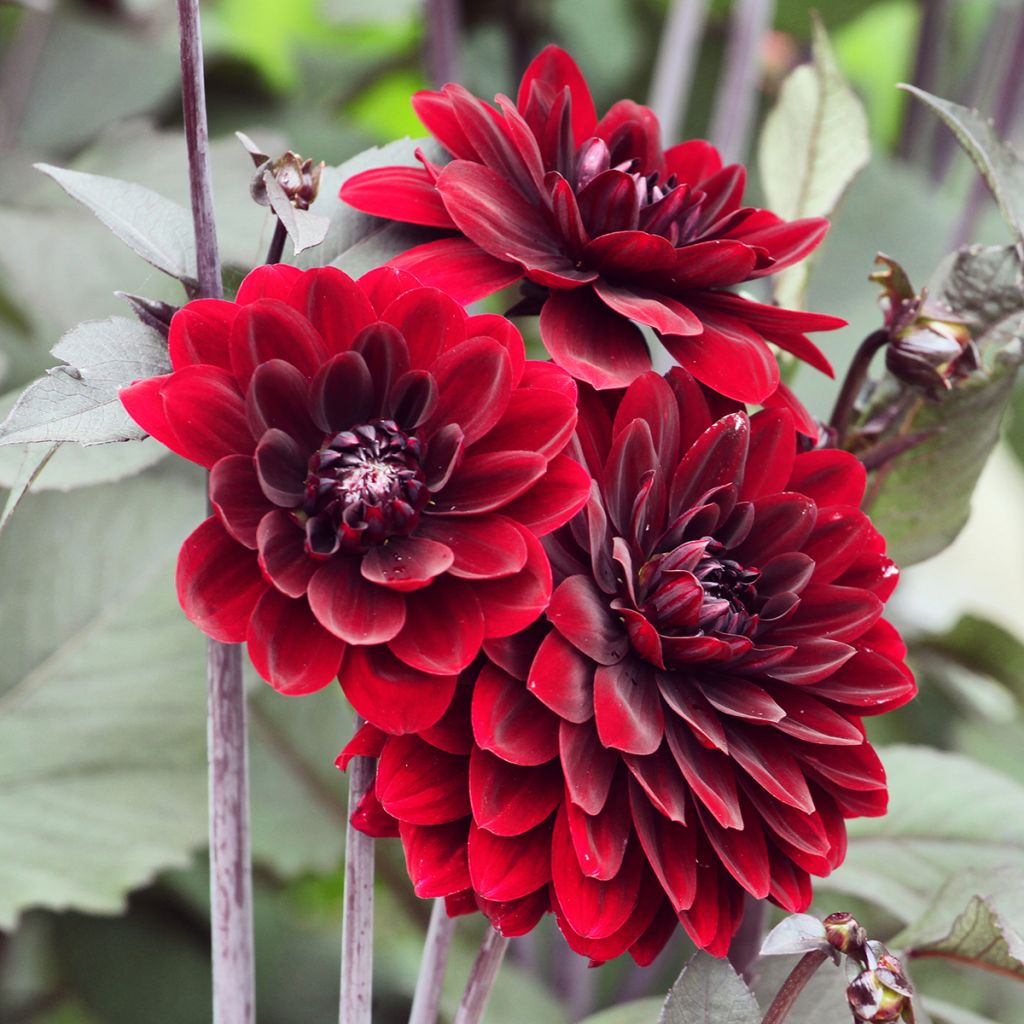 Dália decorativa Karma Choc