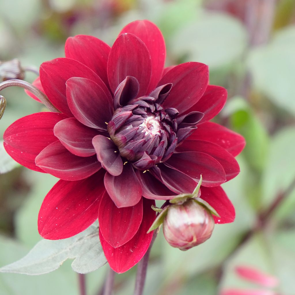 Dália decorativa Karma Choc