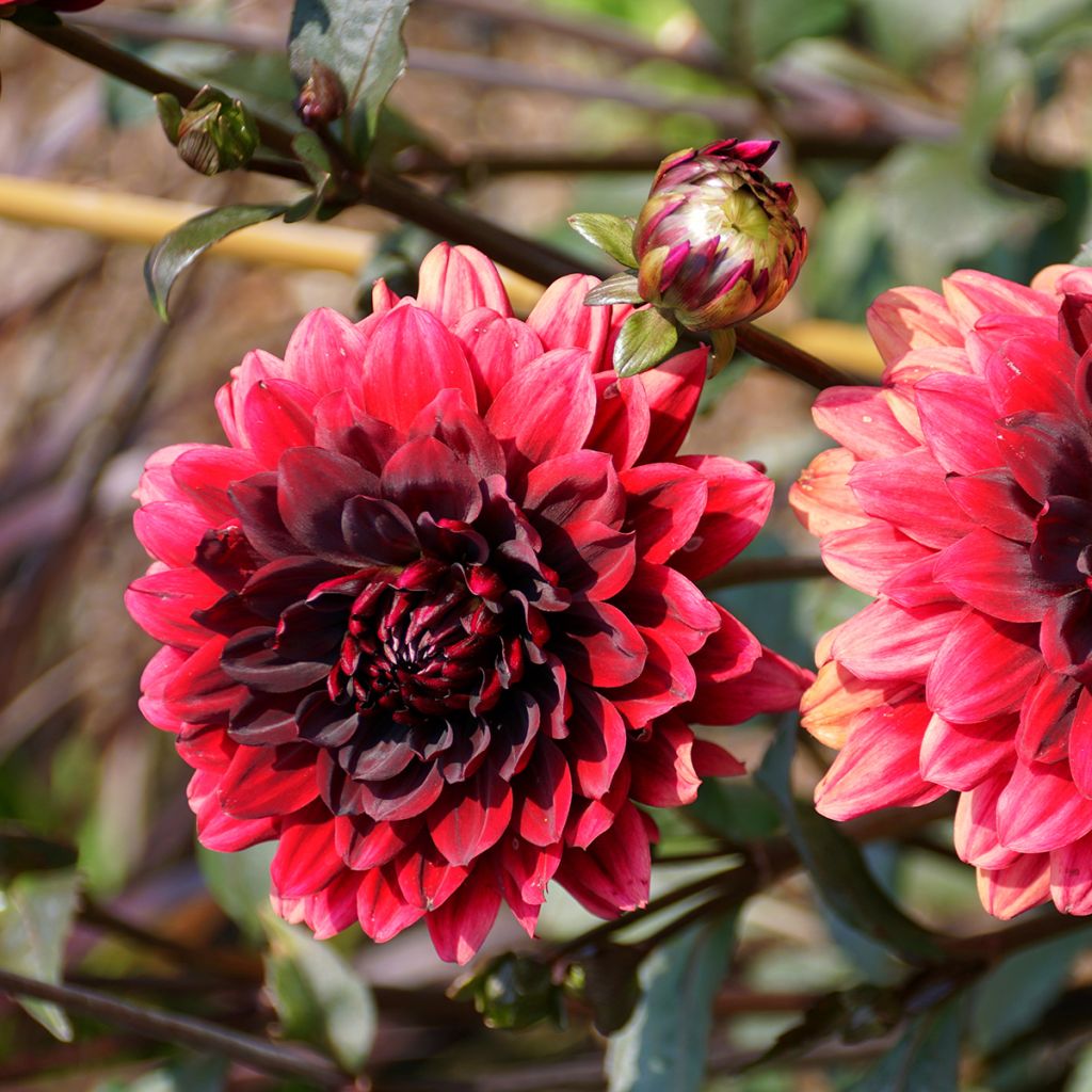 Dália decorativa Karma Choc