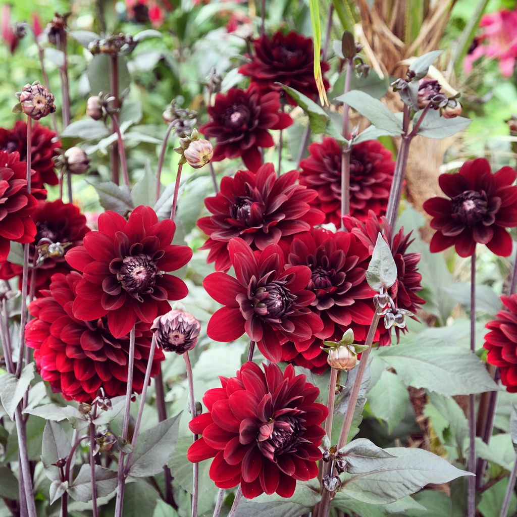 Dália decorativa Karma Choc