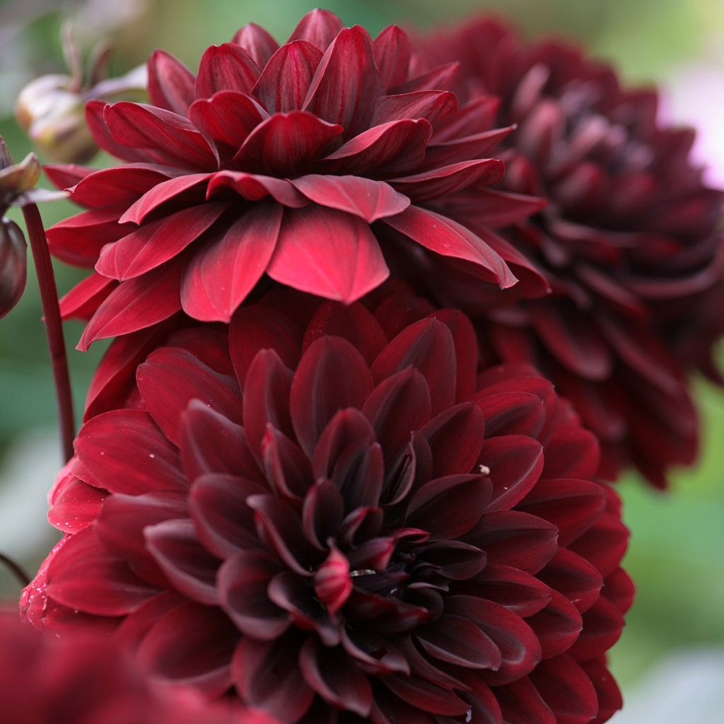 Dália decorativa Karma Choc