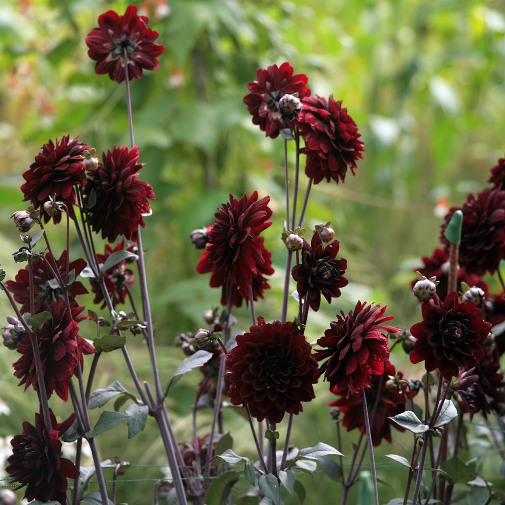 Dália decorativa Karma Choc