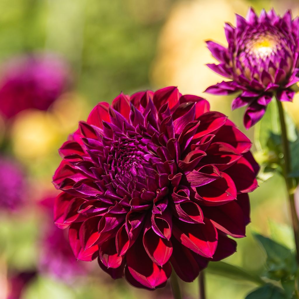 Dália decorativa Le Baron