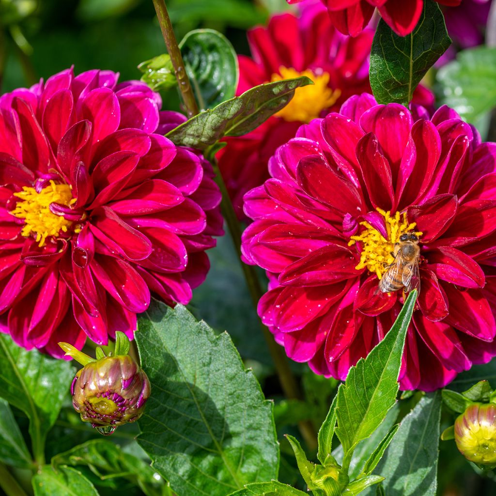 Dália decorativa Le Baron