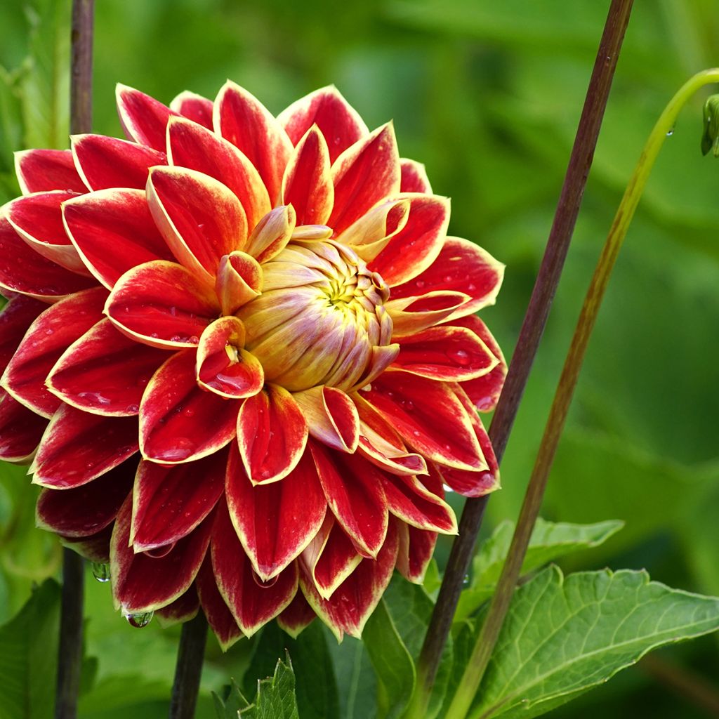 Dália decorativa Maxime