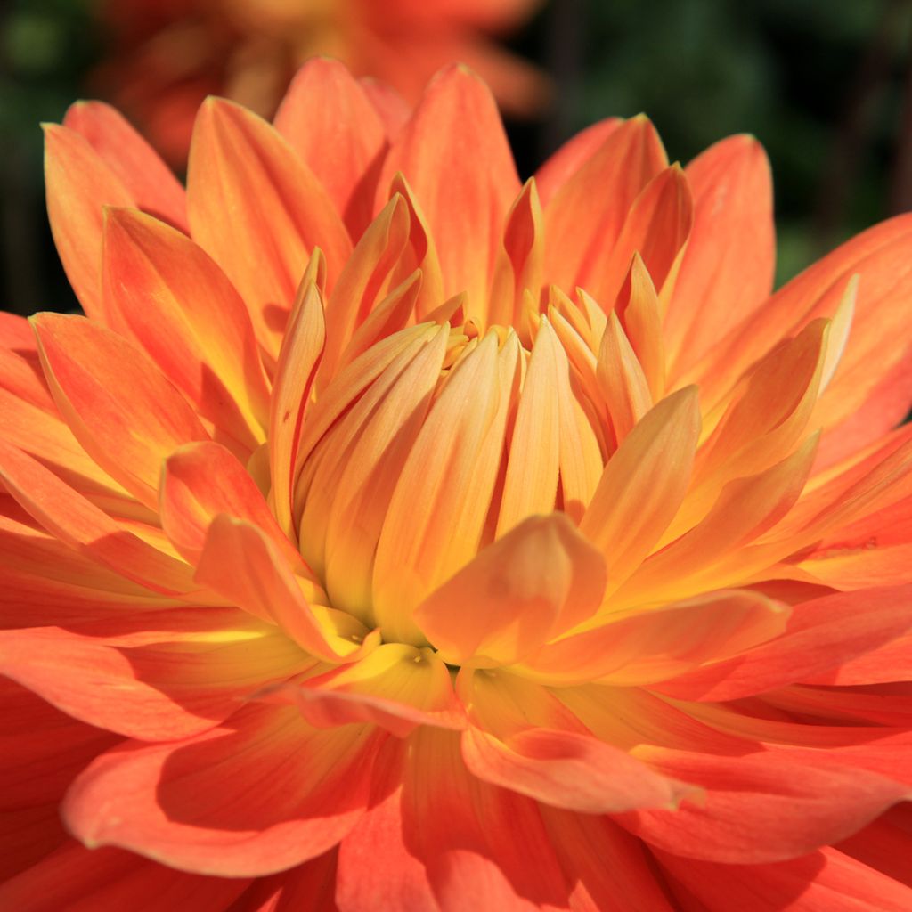 Dália decorativa Motto