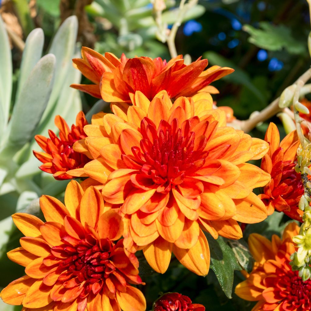 Dália decorativa Motto