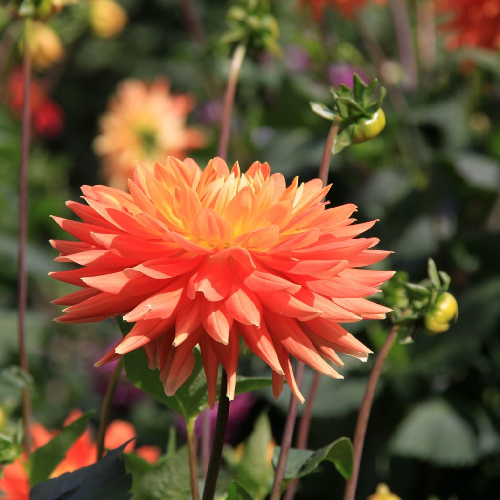 Dália decorativa Motto