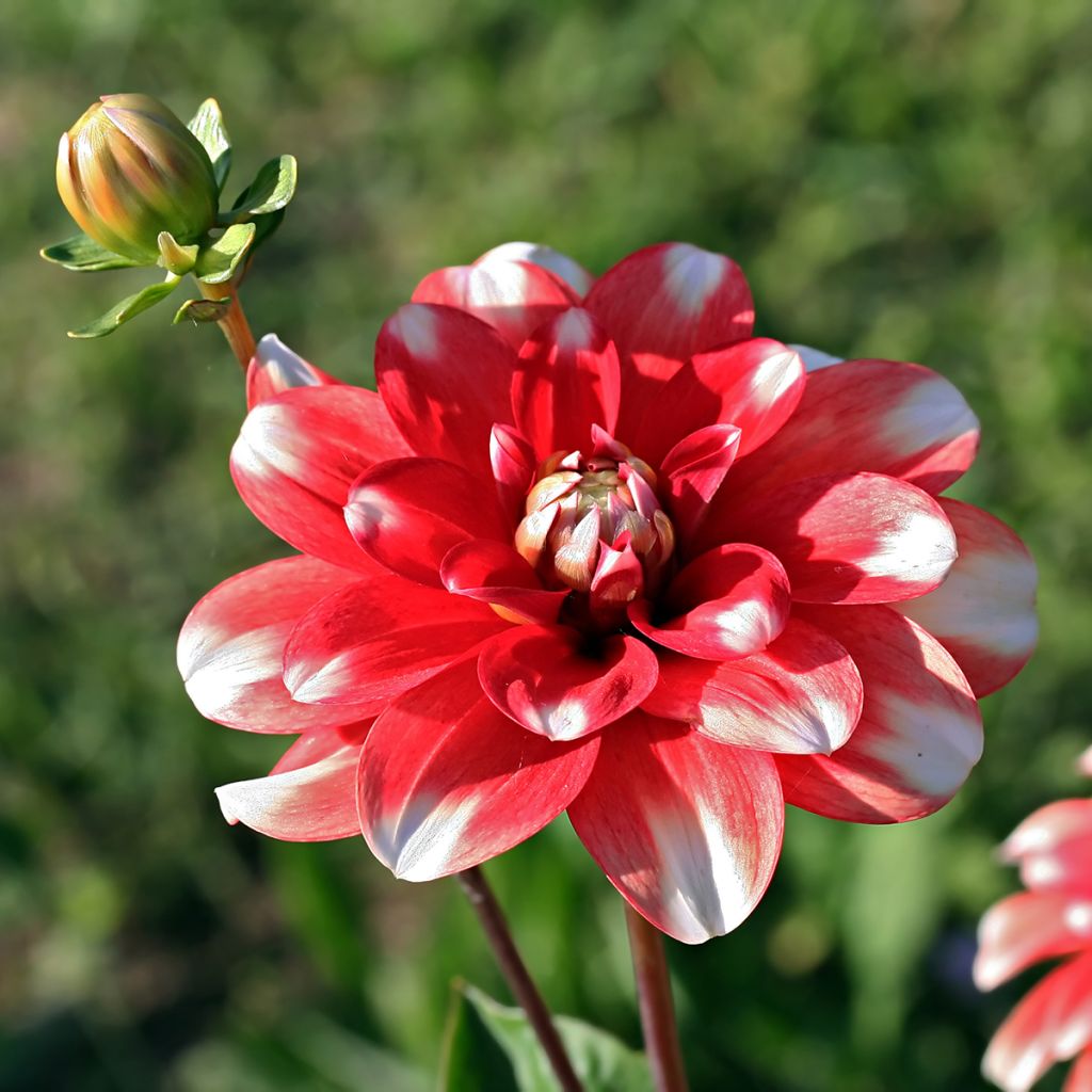 Dália decorativa Nagano