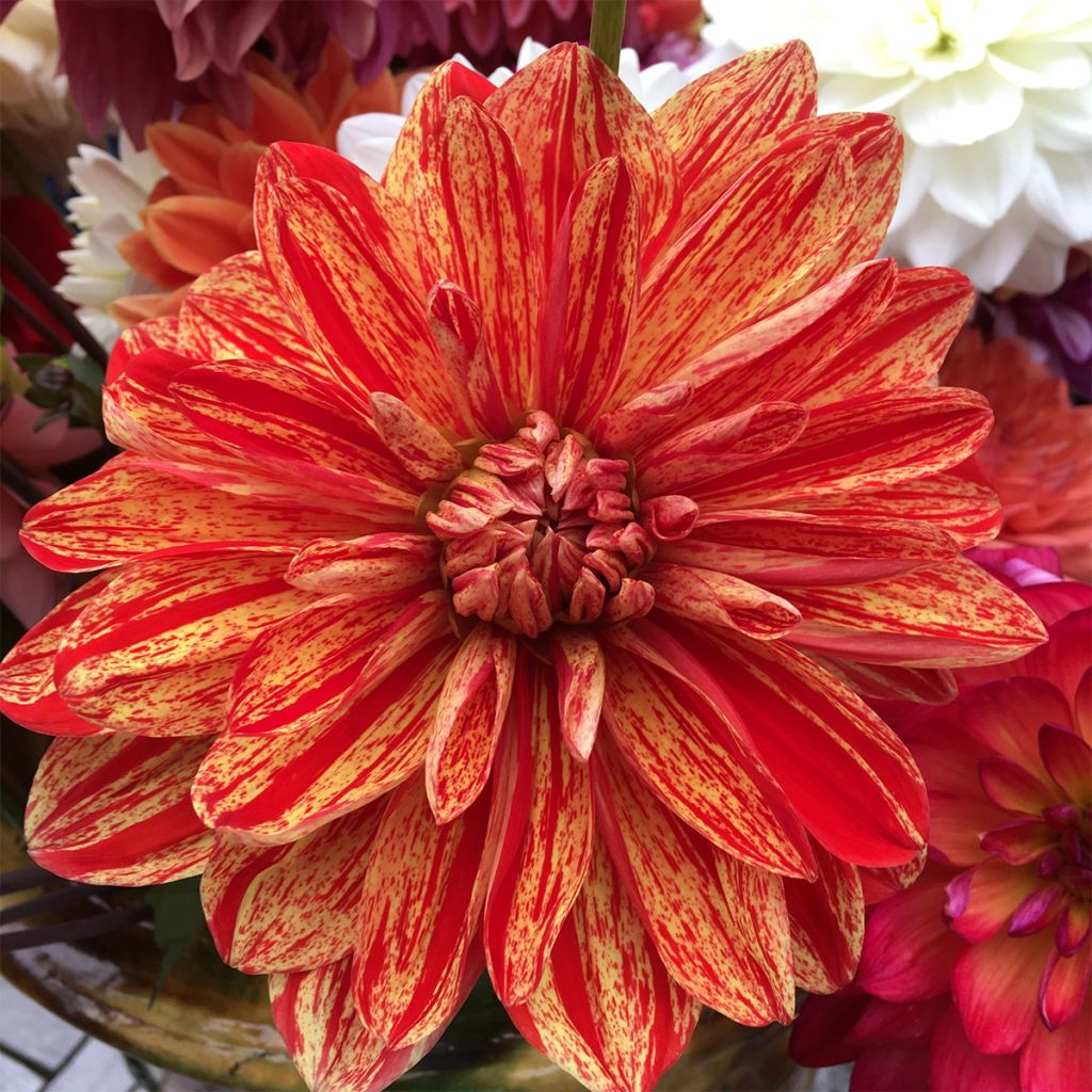 Dahlia decoratif Neo