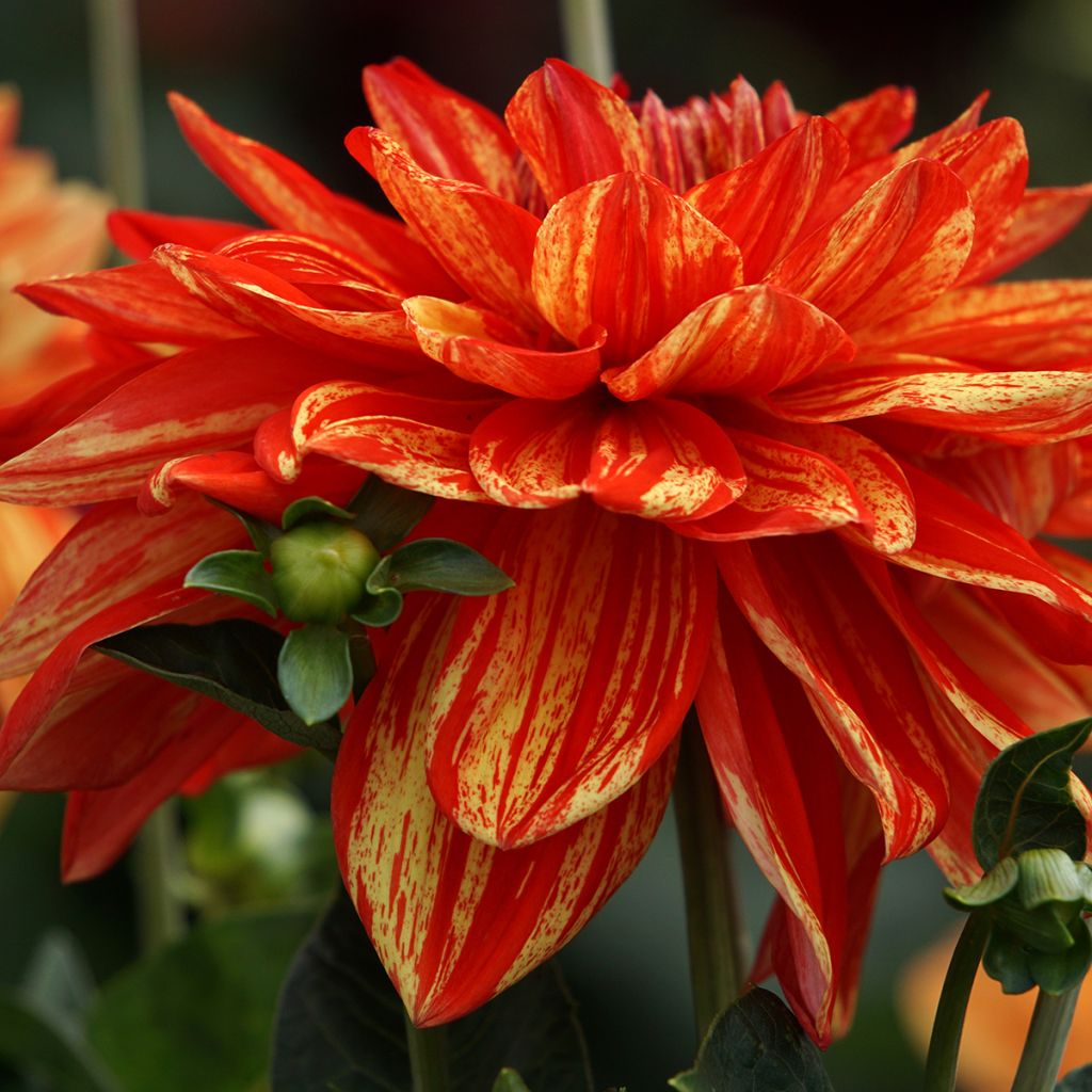 Dália decorativa Neo