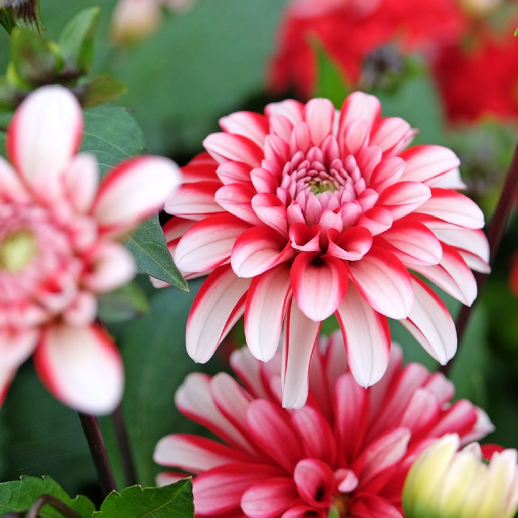 Dália decorativa Pacific time