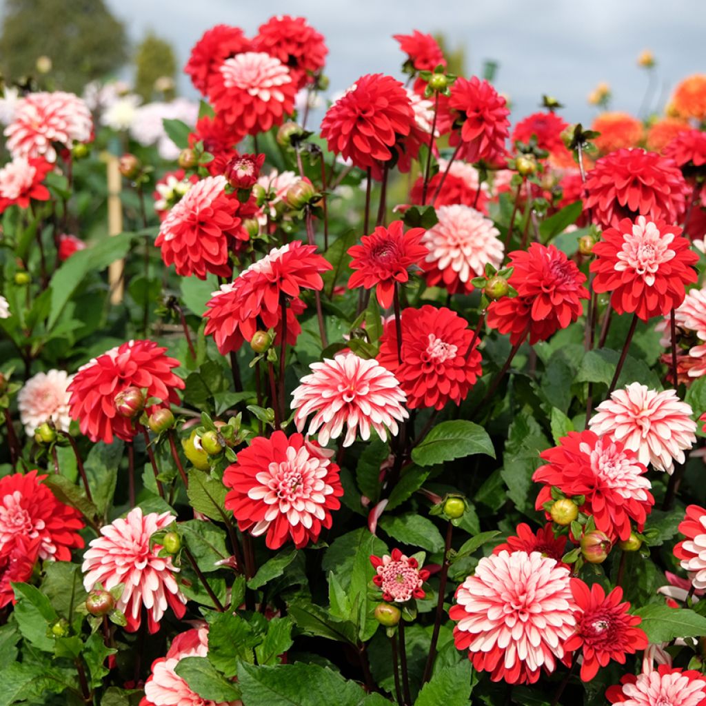 Dália decorativa Pacific time