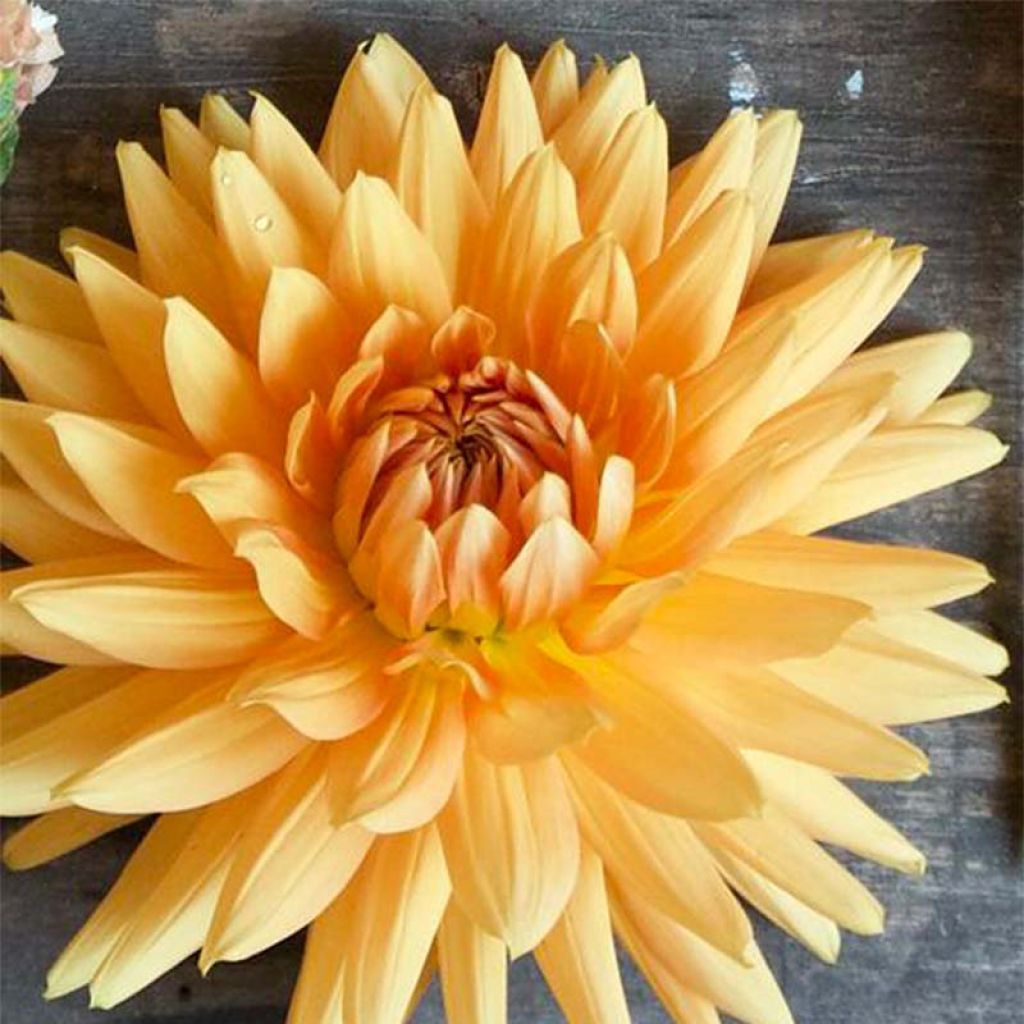 Dahlia décoratif Rancho