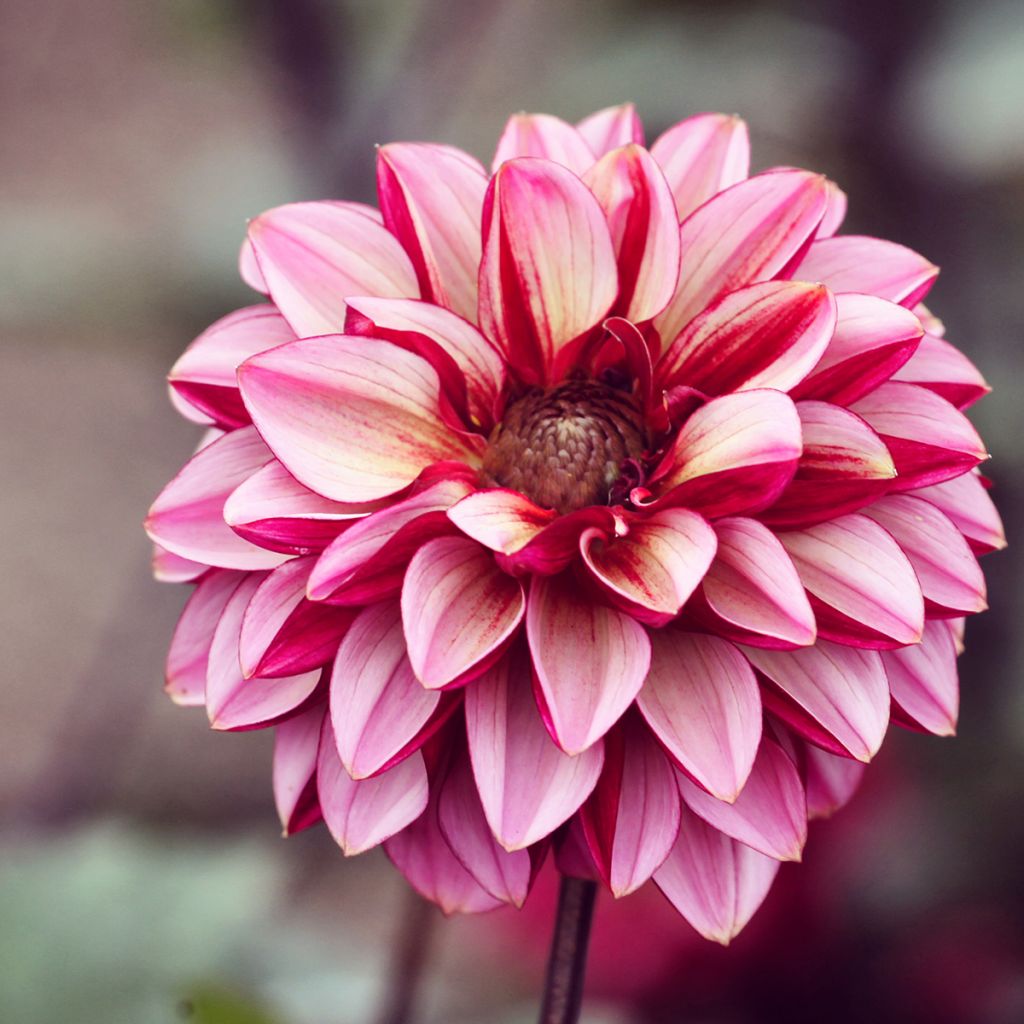 Dália decorativa Seniors Hope