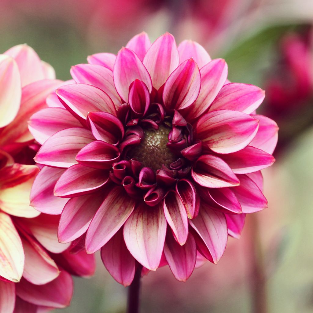 Dália decorativa Seniors Hope