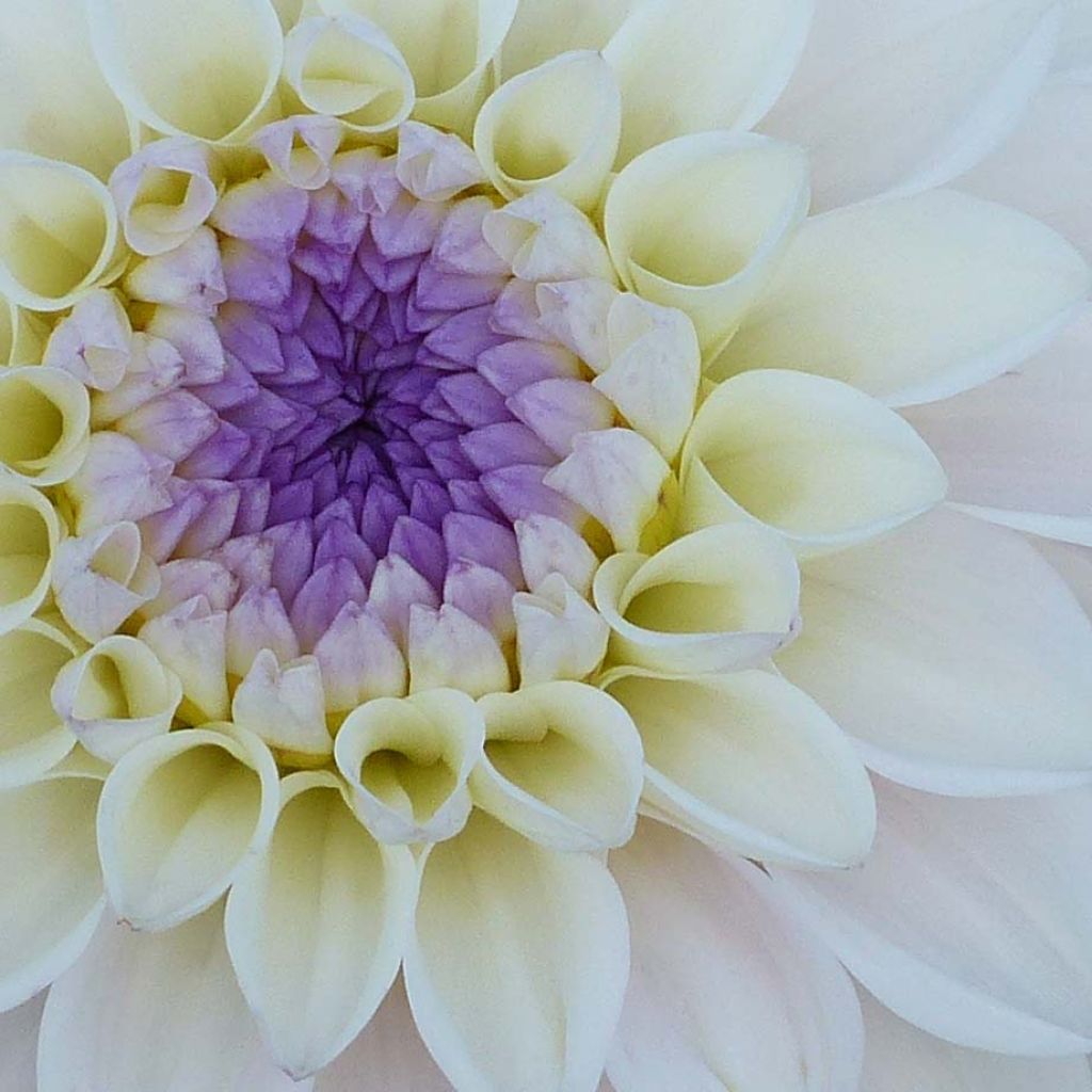 Dahlia décoratif Seniors White
