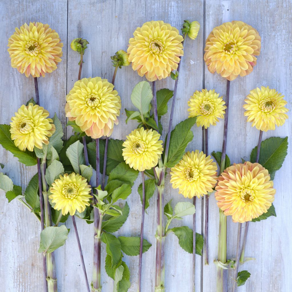 Dália decorativa Bronze Glory