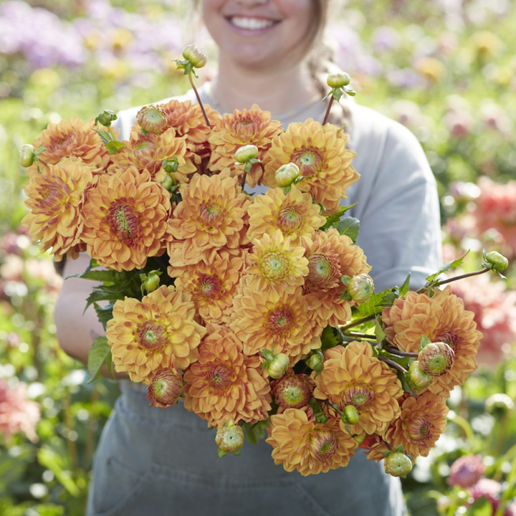 Dália decorativa Caramel