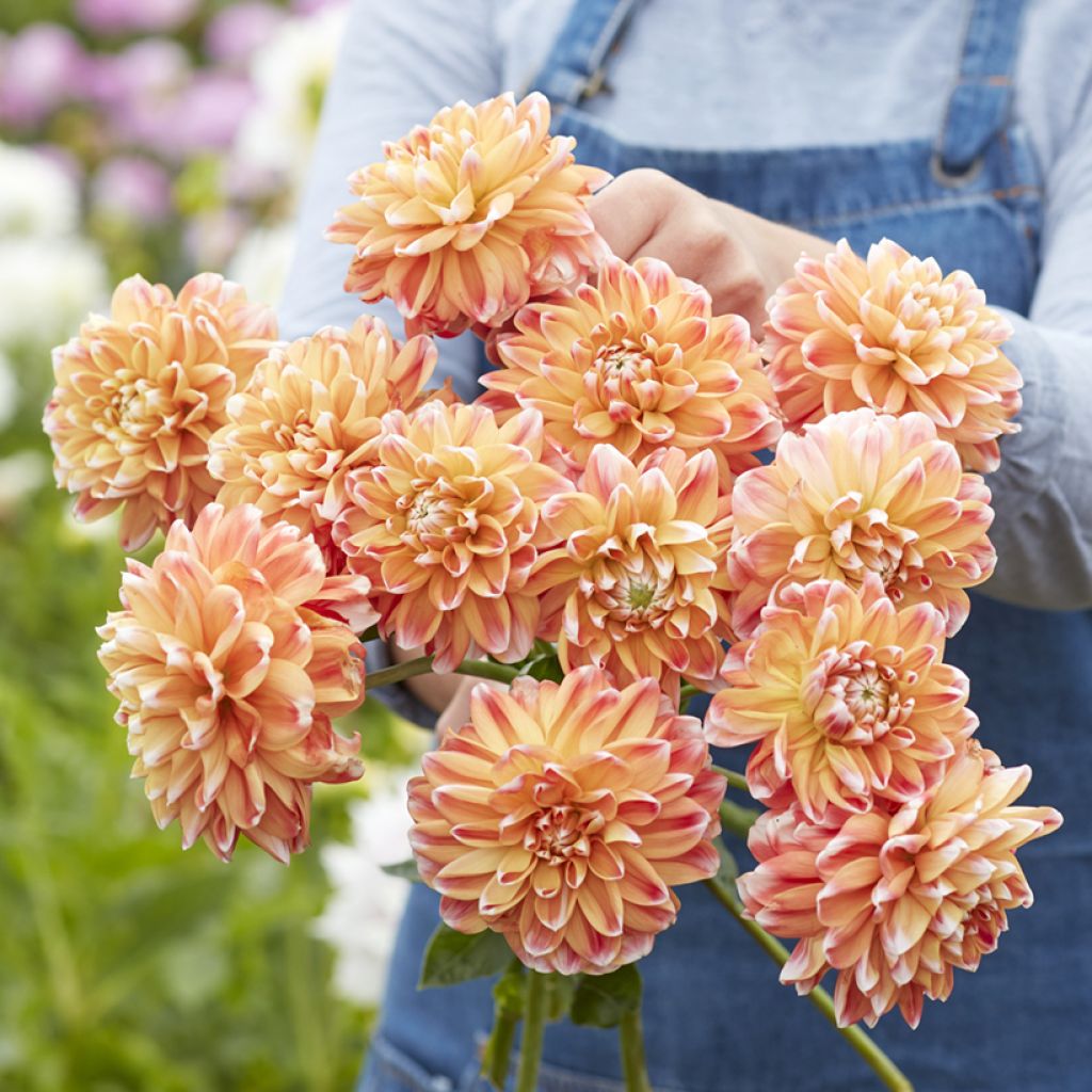 Dália decorativa Hapet Harmony