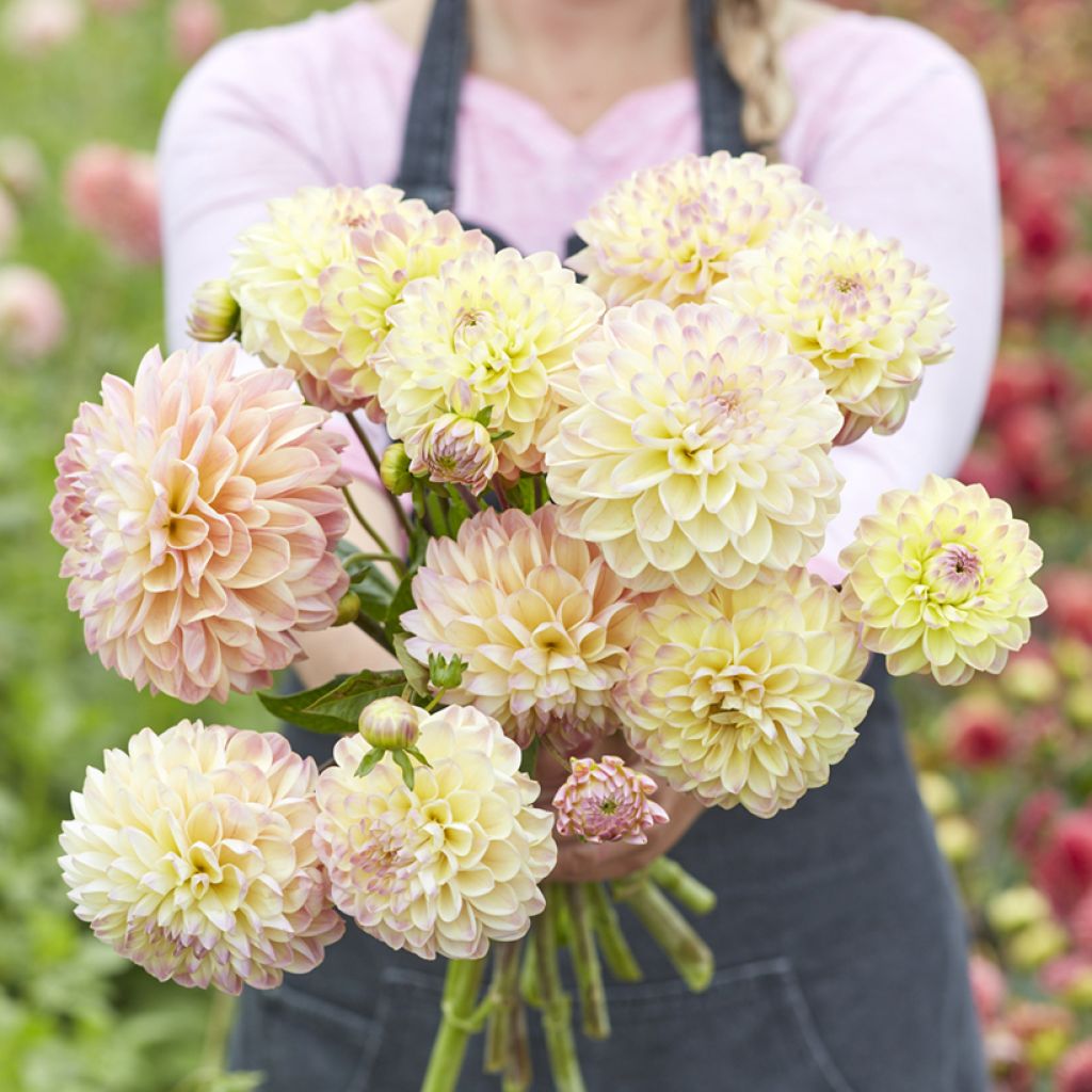 Dália decorativa Hapet Pastel