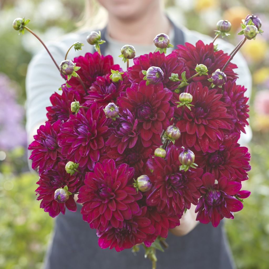 Dália decorativa Mister Blue