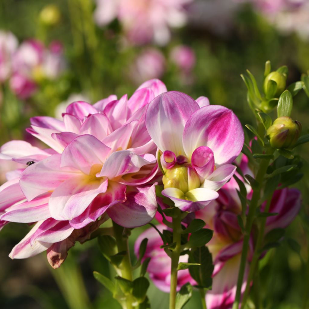 Dália decorativa Saint Martin