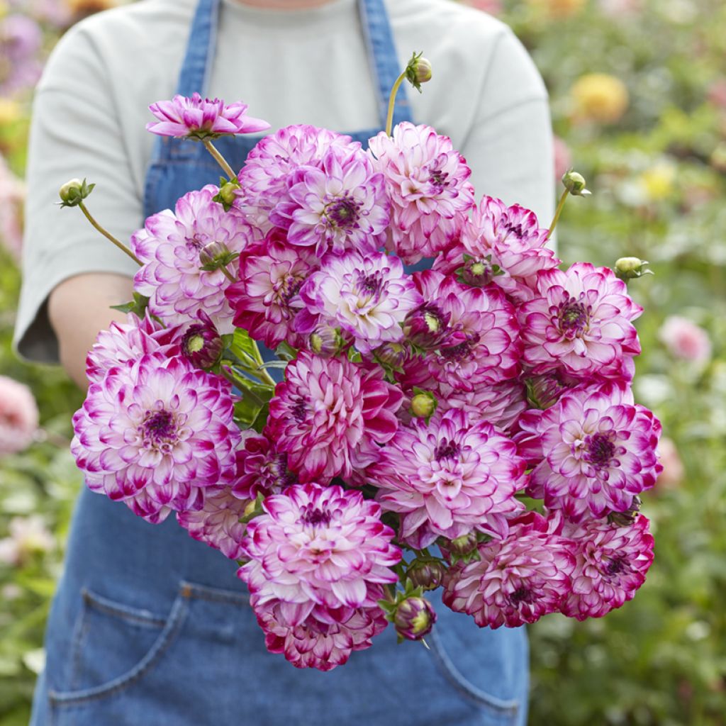 Dália decorativa Stardust