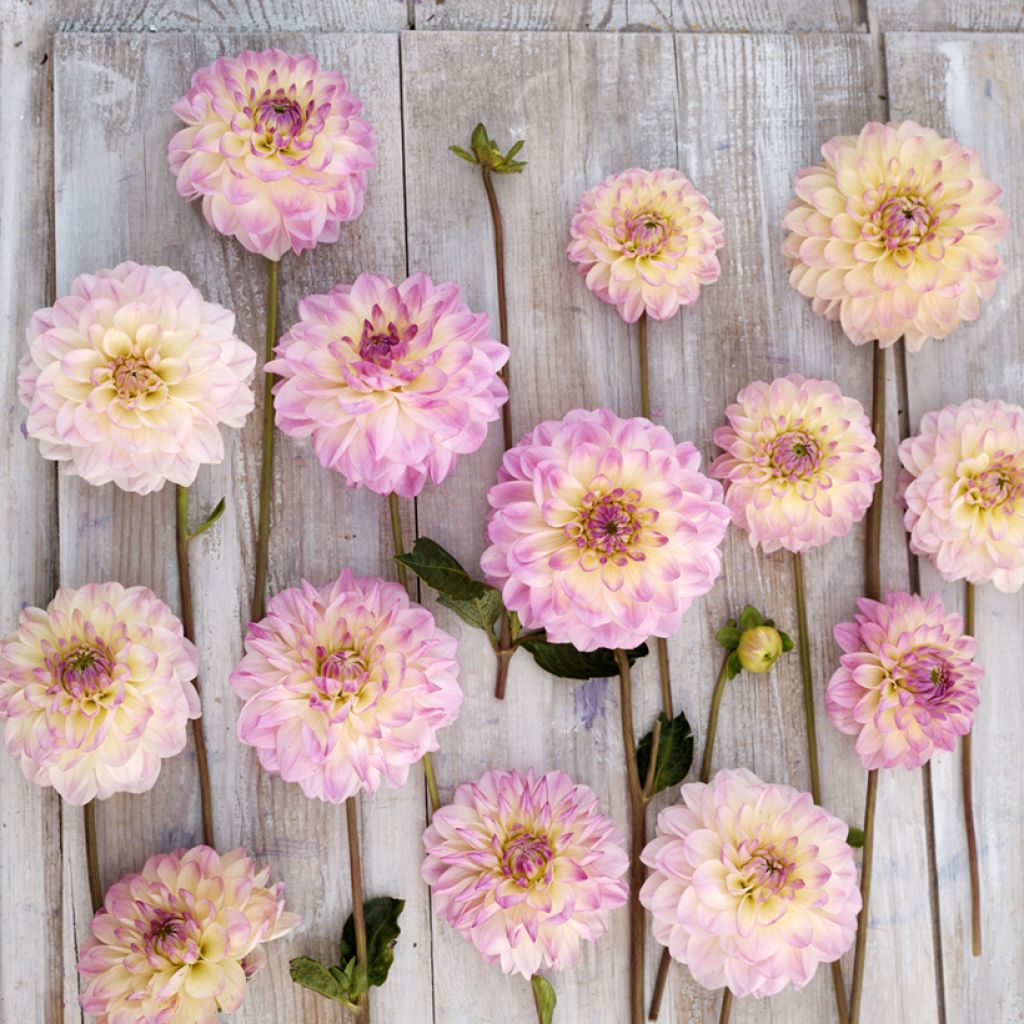 Dália decorativa Sturm Kika