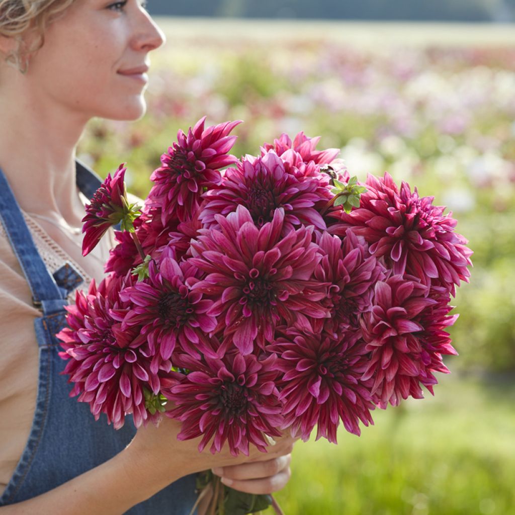 Dália decorativa Tanita